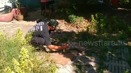 Cobra caught inside treadmill after trying to catch frog