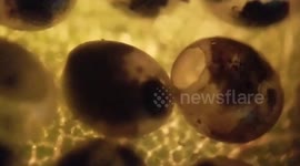 Female Wasp Chews Its Way Out Of Egg