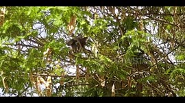 Birds fighting up on the tree