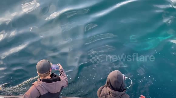 Curious humpback whale inspects boat off California's coast