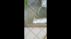 Cat Trying To Attack The Mop Hits The Table Instead, Hilarious