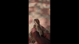 Beautifull Young quills