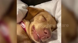 Adorable moment a tired dog was caught ‘talking’ in her sleep