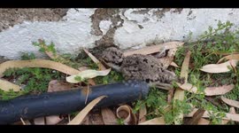 Beautiful young bird pretending to be dead