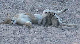 Adorable lion cubs become playful after filling their stomachs with mother's milk
