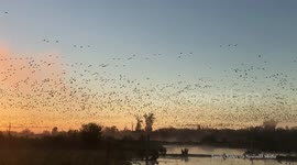 Thousands of geese take over Oregon skies in sunrise spectacle