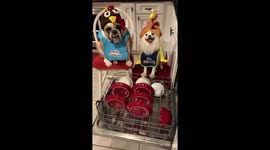 There’s no need to rinse those Thanksgiving dishes.