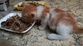 Egyptian Kitten Eats Fresh Roasted Pigeons