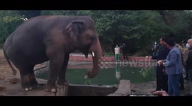 'World's loneliest elephant' rescued from captivity with the help of music icon Cher