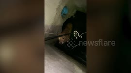 Stray golden retriever dog rescued after falling into manhole in Thailand