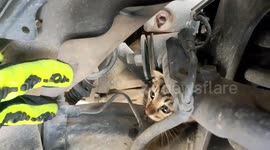 Kitten's life saved after delivery rider hears her trapped in moving car's engine