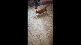 Egyptian Mailo Cat Ask Owner To Play