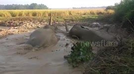 Elephants stranded in swamp rescued in northeastern India