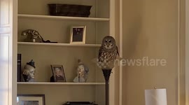 A family had to call for help after they come home to find a huge owl with a 4ft wingspan in their living room