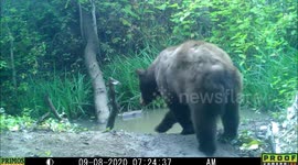 Bear plays with wood