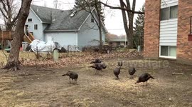 Turkeys enjoying the cloudy weather