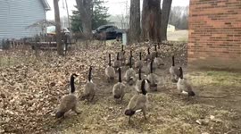 No turkeys right now but Canada Geese