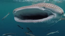 Curious whale shark floats over to speedboat off coast of Thailand