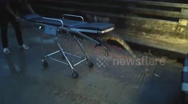 Monitor lizard gets stuck in ambulance stretcher in Thailand