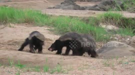 Three honey badgers fight it out in an aggressive two against one brawl