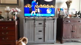 Bulldog gets hyper-active while watching dog show on TV
