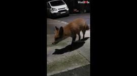 Up Close And Personal With Foxy