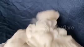 Iran: Cockatoo Tries To Hide Toy But Not Its Excitement