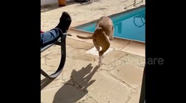 Cyprus Dog Fail: Excited Mini Bull Falls Into Pool