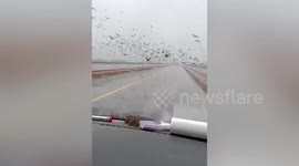 Hundreds of crows hover above Chinese bridge