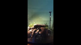 Struggling tortoise tries to escape from the fish tank
