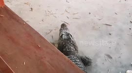 Crocodile caught after escaping from enclosure at Buddhist temple in Thailand