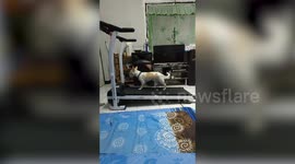 Pet dog exercises on treadmill on rainy days