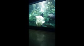 Great moment when the stingray swims close to the glass with the diver and the fry