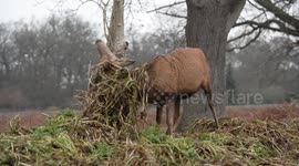 A stag covered in foliage appears to have a bad hair day