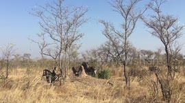 Zebras Lean Heads on Each Other