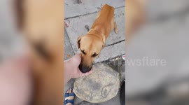 Loyal pet dog waits in vain outside hospital for dead owner to return in Philippines