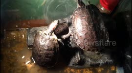Funny tortoise flipped upside down in tank