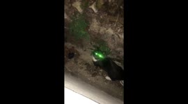 Clumsy cat in UK doesn't stick the landing and does a 360-degree flip