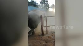 Elephant Rescued From Pakistan Enjoys Mud Bath In Cambodia