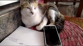 Hilarious moment a pet cat tries imitating its owner to fall asleep during an online class in southern India