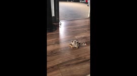 Cute Turtle In Dinosaur Costume