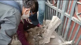 Cache of ancient elephant bones discovered under metro station in India