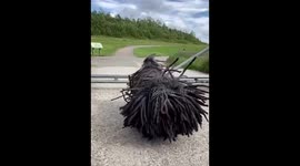 Dog with dreadlocks jumping over object in slow motion