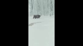 Cheeky Scottish Highland steer enjoys Ohio's snowstorm as he takes a stroll through his cold flaky pasture