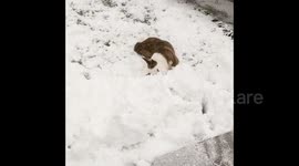 Excited Dogs Playing In Snow 2