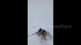 Excited Dogs Playing In Snow