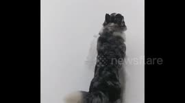 Excited Dogs Playing In Snow 3