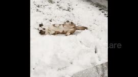 Trio of dogs excitedly playing in Cleveland snow is a sight to see this holiday season