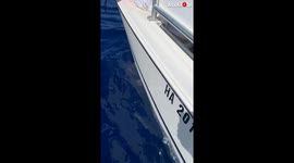 Bottlenose Dolphins Stop And Pay Extra Attention To A Boat Full Of Ocean Loving Kids