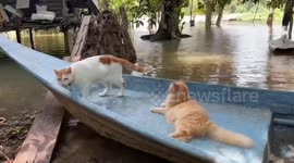 Thai fisherman goes out in his longboat every day with pet cats